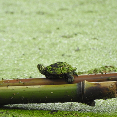 Trachemys scripta troostii