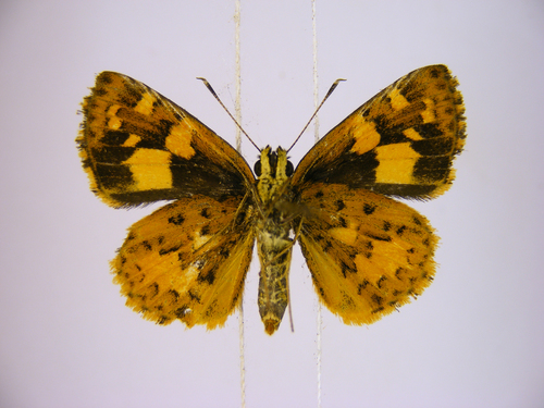 Savanna Pathfinder