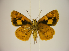 Pardaleodes incerta incerta