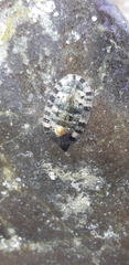 Rhyssoplax olivacea