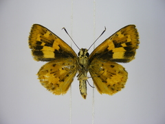 Pardaleodes incerta incerta