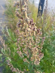 Artemisia vulgaris