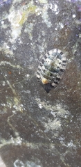 Rhyssoplax olivacea