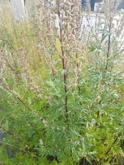 Artemisia vulgaris
