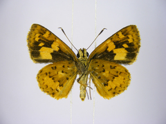 Pardaleodes incerta incerta