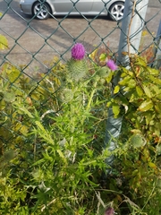Cirsium vulgare