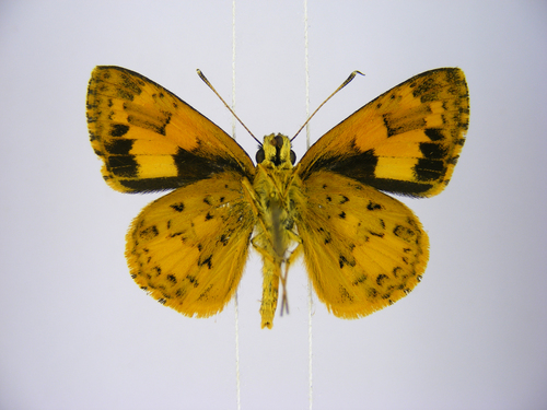 Savanna Pathfinder