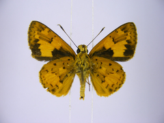 Pardaleodes incerta incerta