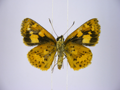 Pardaleodes incerta incerta