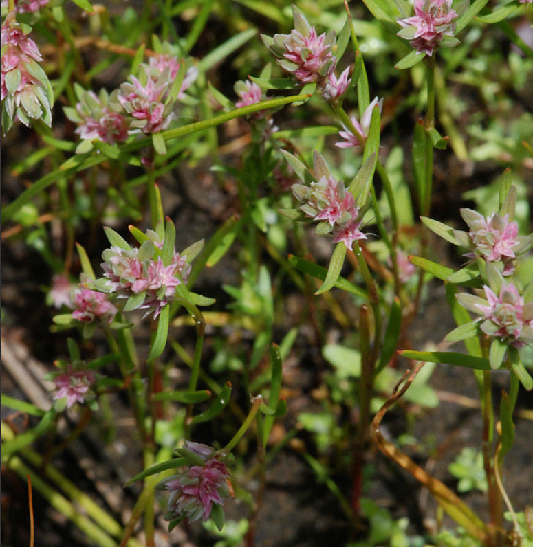 Polygonum polygaloides