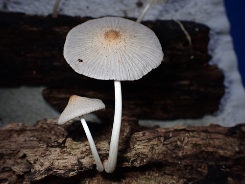 Coprinellus aureogranulatus (Uljé & Aptroot) Redhead, Vilgalys & Moncalvo