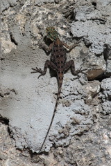 Agama lionotus