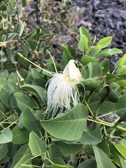 Capparis sandwichiana