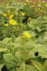 Doronicum austriacum