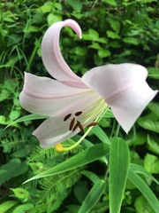 Lilium formosanum