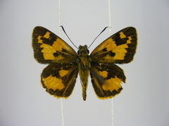 Pardaleodes incerta incerta