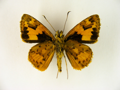 Pardaleodes incerta incerta