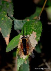 Philoliche longirostris