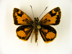 Pardaleodes incerta incerta