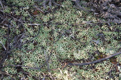 Xanthoparmelia semiviridis