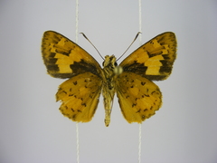 Pardaleodes incerta incerta