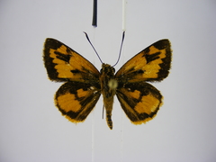 Pardaleodes incerta incerta