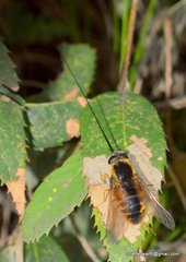 Philoliche longirostris