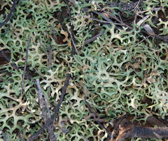 Xanthoparmelia semiviridis