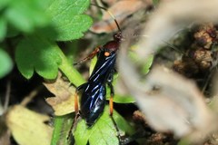 Ichneumon centrator