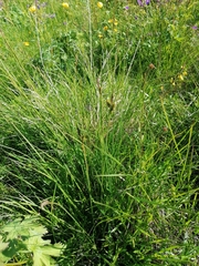 Carex cespitosa