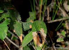 Philoliche longirostris