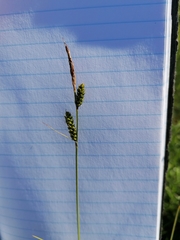 Carex cespitosa