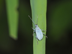 Cyphicerini