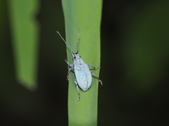Cyphicerini