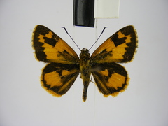 Pardaleodes incerta incerta