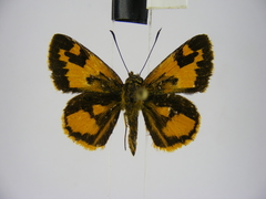 Pardaleodes incerta incerta