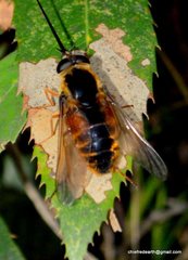 Philoliche longirostris