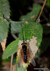 Philoliche longirostris
