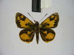 Pardaleodes incerta incerta