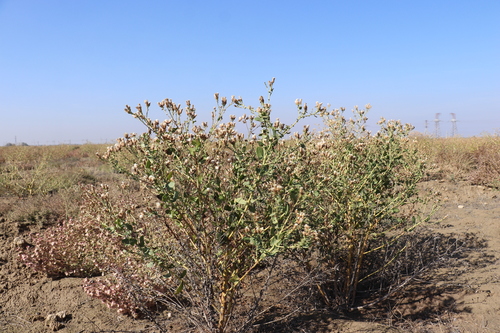 Karelinia caspia