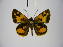 Pardaleodes incerta incerta