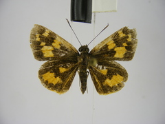 Pardaleodes incerta incerta