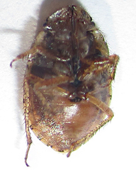 Sciocorini