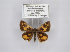 Pardaleodes incerta incerta