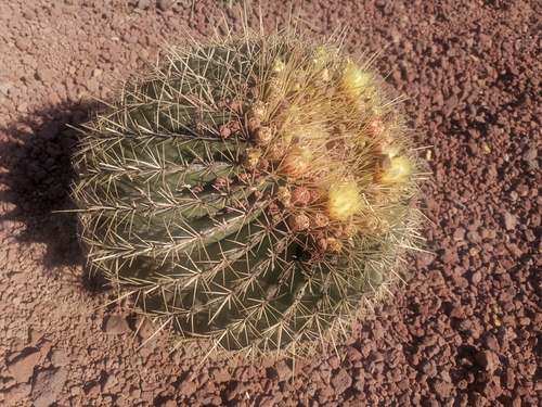 Image of Ferocactus histrix by (c) Luis Fuentes Castillo, some rights reserved (CC BY-SA)