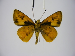 Pardaleodes incerta incerta