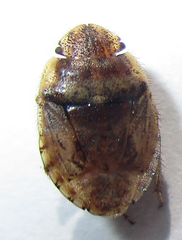 Sciocorini