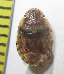 Sciocorini