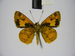 Pardaleodes incerta incerta