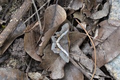 Chiasmia nora